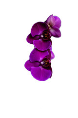 orchidea  viola