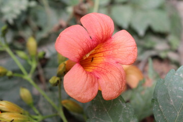 Chinese trumpet vine or the Campsis grandiflora