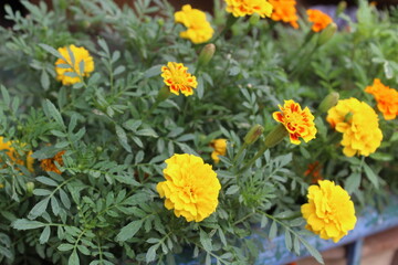 Marigold flower or the Tagetes erecta