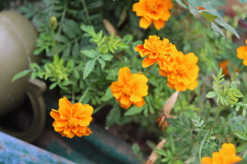 Marigold flower or the Tagetes erecta