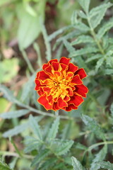 Marigold flower or the Tagetes erecta