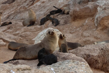 australian fur seal