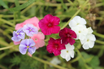 The beautiful Phlox flowers in a garden 