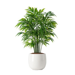 Fototapeta premium Lush green potted plant in a white pot on black background a vibrant houseplant