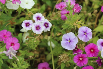 The beautiful Phlox flowers in a garden 