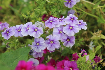 The beautiful Phlox flowers in a garden 
