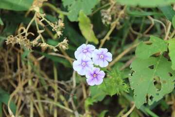 The beautiful Phlox flowers in a garden 