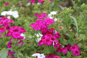 The beautiful Phlox flowers in a garden 