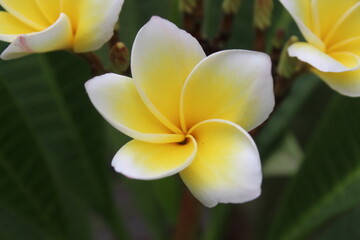 Plumeria or the Frangipani beautiful flowers 