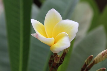 Plumeria or the Frangipani beautiful flowers 