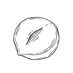 Hazelnuts collection of hand drawn ink vector illustrations. Half hazelnut kernels and nuts in shell.