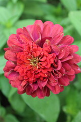 Common zinnia or Zenia flowers in a garden