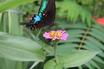 Common zinnia or Zenia flowers in a garden