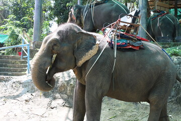 Elephant with a riding seat and colorful blankets chewing sugarcane, standing on a concrete slope...