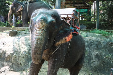 Wet Asian elephant standing in tropical environment, colorful saddle on back, water dripping from...