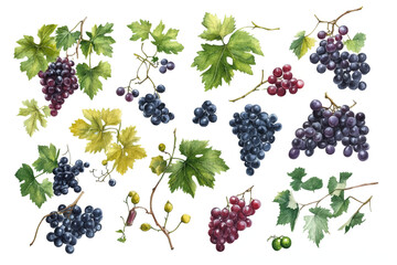 Collection of diverse grape varieties artfully illustrated on white background