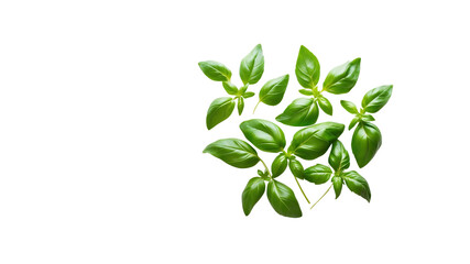 Fresh Green Basil Leaves Isolated on Transparent Background