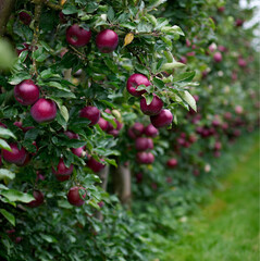 Obraz premium photo of a row of apple trees on a trellis, Mature apple orchards