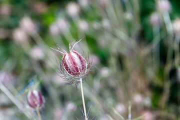 Nigella Seed Pod Close-up with Blurred Background