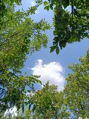 Trees and sky nature