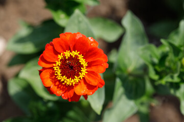 Red Zinnia Flower with Yellow Stamens and Green Leaves