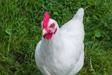 Fototapeta premium A white chicken with a striking red comb stands alert on a lush green lawn