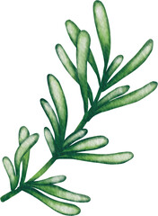 watercolor green vegetable rosemarry
