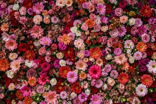 Colorful Mix of Blooming Flowers - Powered by Adobe