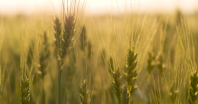Eco agriculture scene with golden wheat field at dusk. Regenerative farming concept showing natural crop. Sustainable yield theme with healthy stalks and soil.