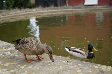 Ducks exploring peaceful waters in a tranquil park during a sunny afternoon in early spring, creating a serene atmosphere for nature lovers