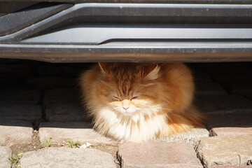Fluffy orange cat peacefully resting in the shade under a car during a sunny afternoon in a quaint...
