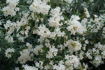 Delicate white flowers sway gently in the afternoon breeze, creating a serene atmosphere in a lush garden setting surrounded by vibrant greenery