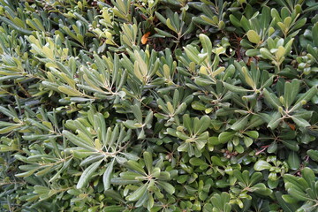 Vibrant green foliage thrives in a lush garden, creating a tranquil atmosphere during a sunny...