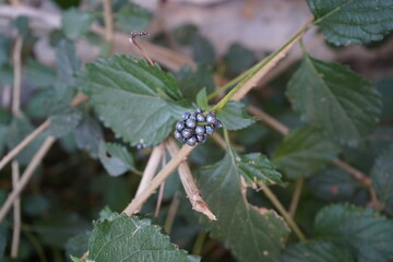 Clusters of dark berries emerge amidst lush green foliage in a serene garden setting during the late afternoon