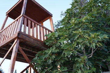 Wooden lookout tower nestled among lush fig leaves at dusk offers a serene view of the surrounding nature and a moment to reflect in tranquil solitude