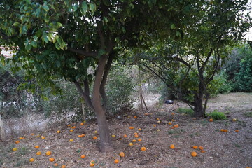 Harvesting orange treasures under the leafy canopy in a tranquil orchard at dusk, where nature's bounty sprawls on the ground awaiting discovery