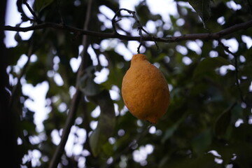 Bright yellow lemon hangs from a lush green tree in the early evening light, creating a serene and...