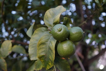 Fresh green limes hang from a tree branch, nestled among leaves at dusk, showcasing nature's bounty and the promise of a fruitful harvest