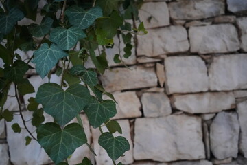 Vibrant green ivy leaves cascade elegantly against a rustic stone wall in a serene garden during golden hour