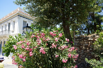 Vibrant flowers bloom beside historic architecture under the bright sunlight in a charming Mediterranean village