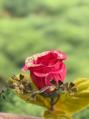  Red Rose Flower. Red Rose against on isolate white background. clipping path