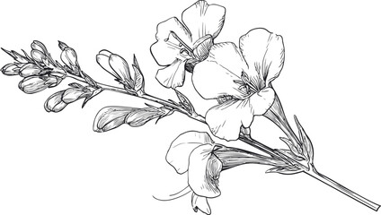 Detailed black and white sketch of blooming oleander branch illustration