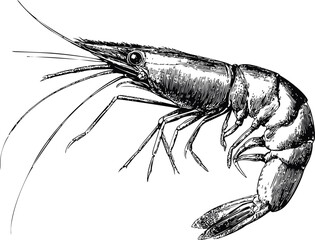 Detailed black and white line drawing of a realistic shrimp illustration