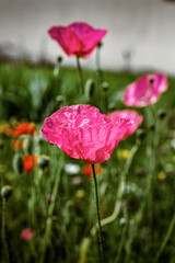 fiori di giardino