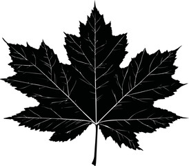 Fototapeta premium Silhouette of a detailed maple leaf, vector illustration