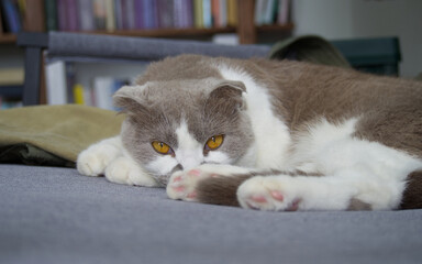 Gray-white cat sitting on gray couch