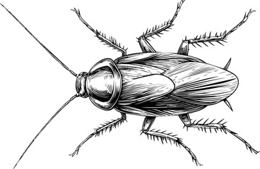 Black and white illustration of a cockroach insect with detailed features