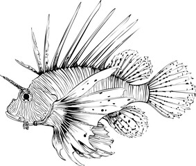 Obraz premium Black and white illustration of a lionfish with detailed spines and fins