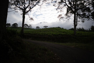 Silhouetted trees at dusk with dark foreground over tea plantation, moody evening landscape with...