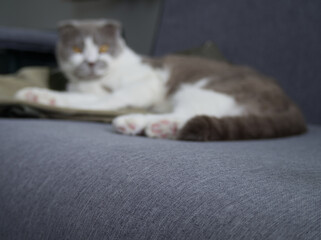 Blurred image of lounging cat